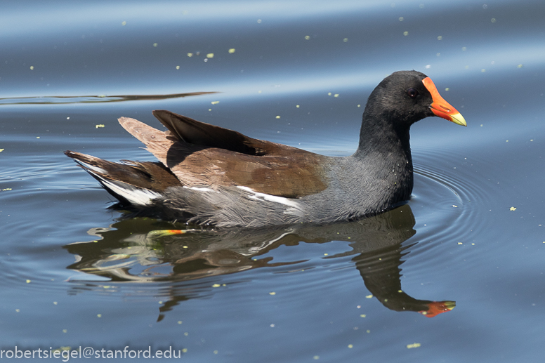 emily renzel wetlands